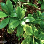 Claoxylon parviflorum -bois d’’oiseaux.euphorbiaceae.endémique Réunion Maurice Rodrigues..jpeg